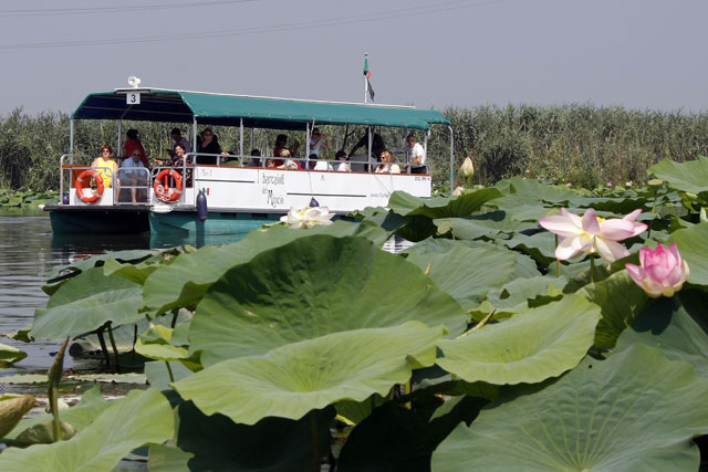 La fioritura dei fiori di loto a Mantova, con i barcaioli del Mincio